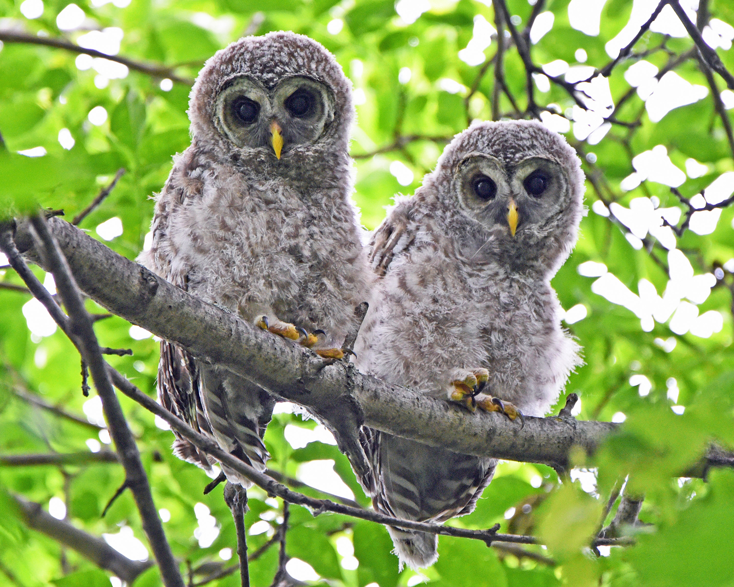 Barred Owlets Shutterbug